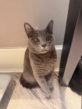 Photo of Blue *Cat Cafe*