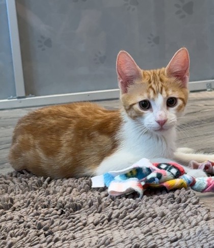 Photo of Orange Chicken *Cat Cafe*