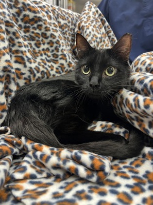 Photo of Bella