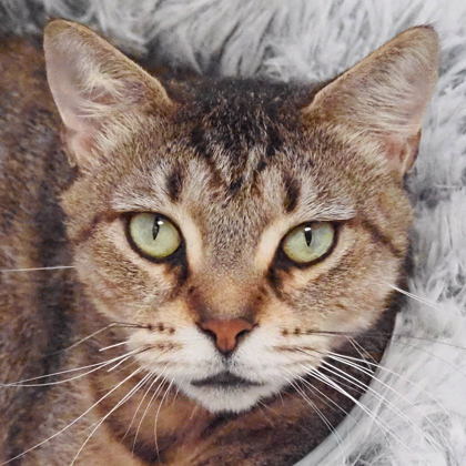 Rosie photo