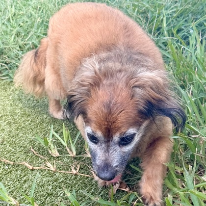 Sammie photo