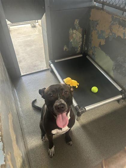 Kali photo