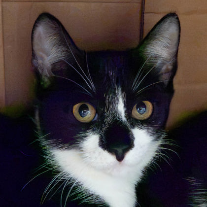 Juliette photo