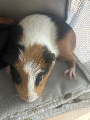 Coco photo
