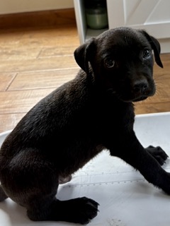 Levi photo