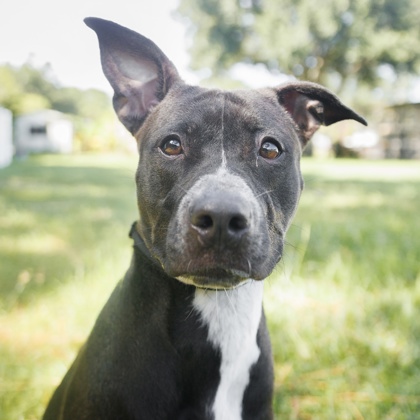 Kali photo