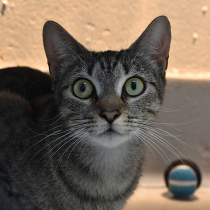 Tabbytha photo
