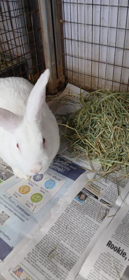 Peter Cottontail photo