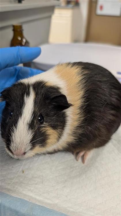 Amelia Earpig photo