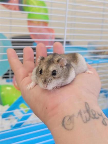 Hammy photo