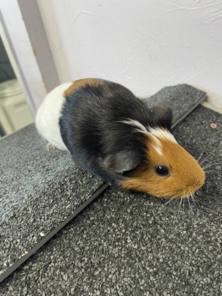 Penelope photo
