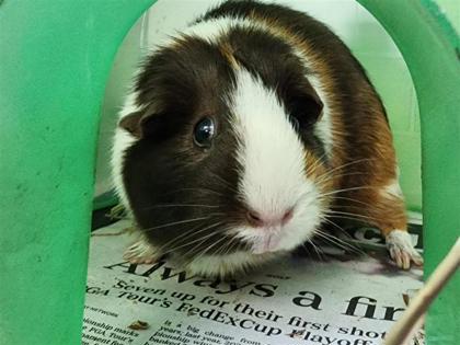 Lola photo