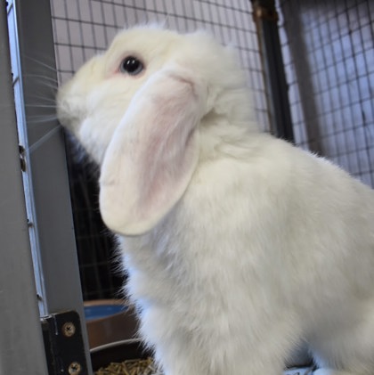 Bunnyman photo