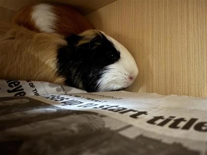 Pepper photo