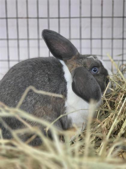 Thumper photo