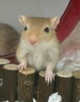 Prancer photo