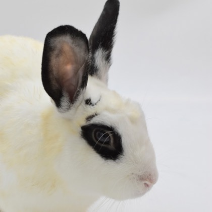 Thumper photo