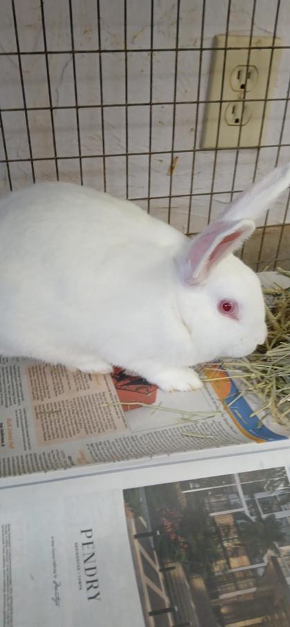 David Hasselhop photo