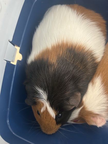 Penelope photo