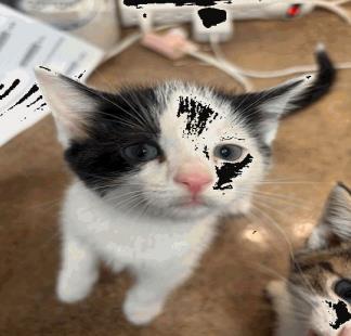 Domino photo