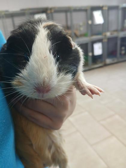 Oreo photo