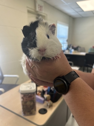 Marshmallow photo