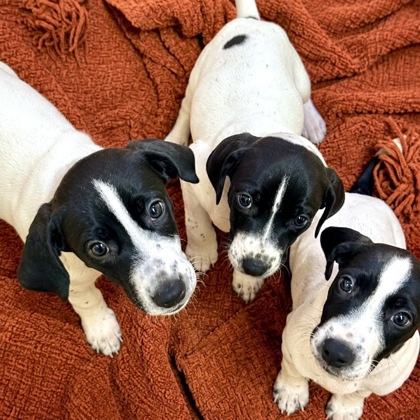 Bellibolt photo