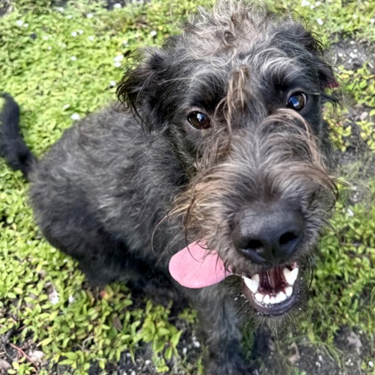 Pippin photo