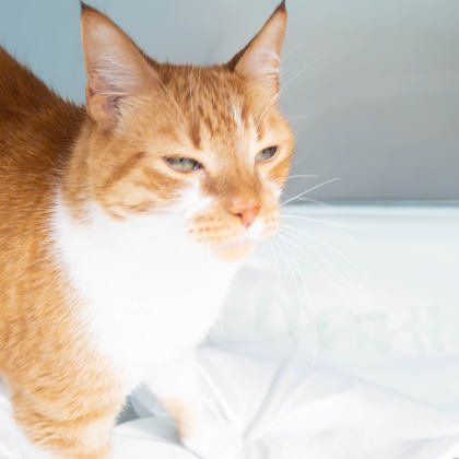 Oliver photo