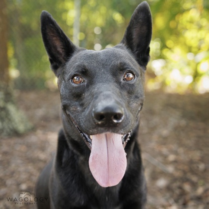 Toby photo