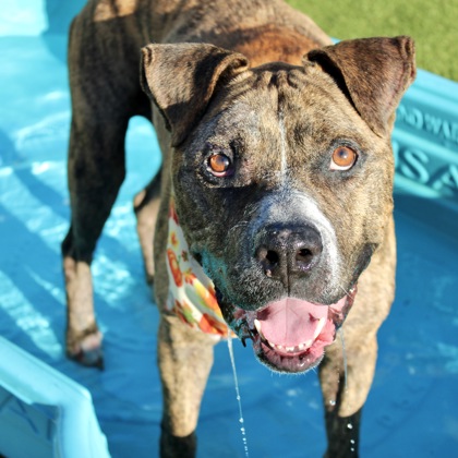 Zeus photo