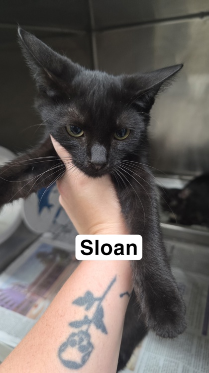 Sloan photo