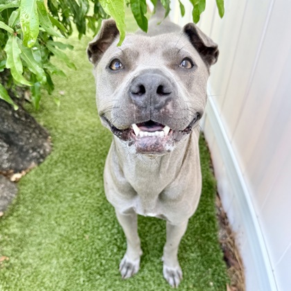 Bluey photo