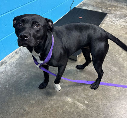 Dog for adoption - Felecia, a Pit Bull Terrier Mix in Louisville