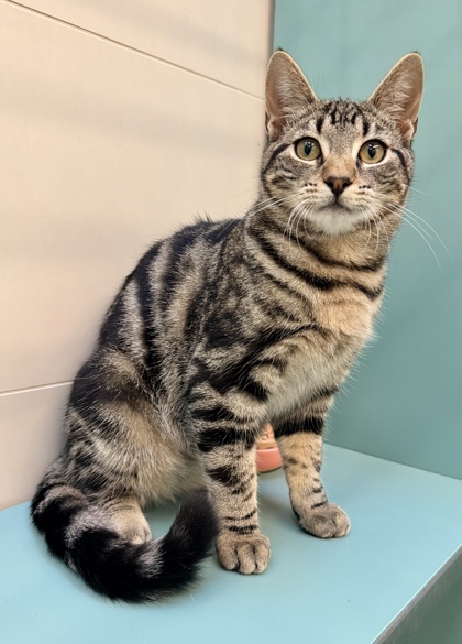 Spca*:・'°☆品 PetPlace
