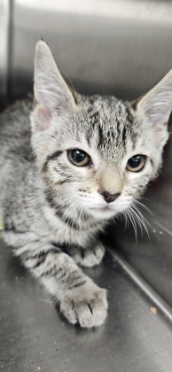 Pet Alliance of Greater Orlando Downtown Cat Shelter Adoption: Find Your Perfect Feline Friend Today