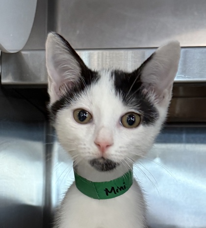 Pet Alliance of Greater Orlando Downtown Cat Shelter Adoption: Find Your Perfect Feline Friend Today