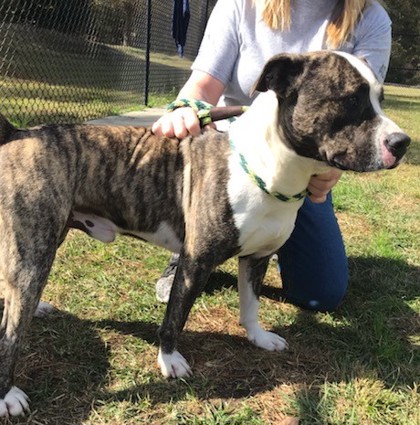 aiken county animal shelter dogs for adoption