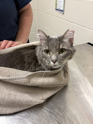 Marshmallow (& Cinderblock)