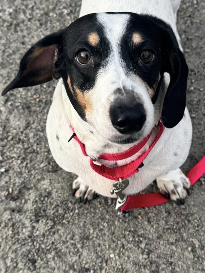 Domino (& Buttercup)