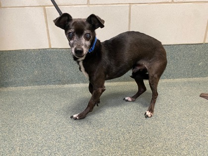 Image of Rasco, the eminently adoptable dog looking up at you with his big, black eyes. Visit the Animal Shelter to meet Rasco or another adoptable pet to make your own!