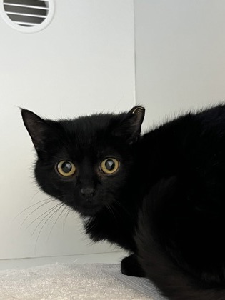 Maeve (& Aisling) (working cat)