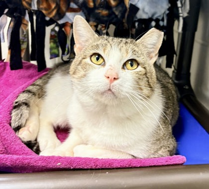 Tiger Bone (& GrayGray)