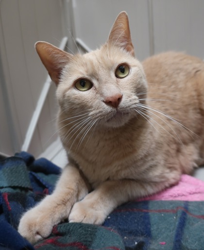 Cheddar (& Blueberry)