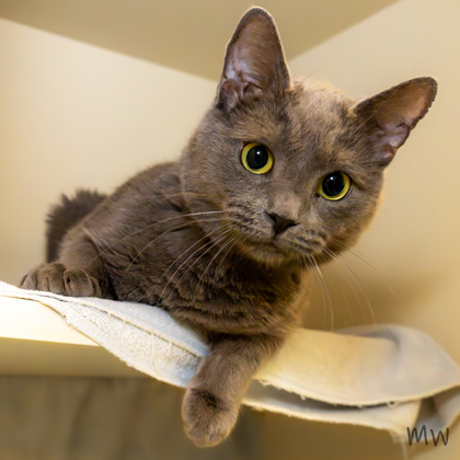 Luigi the cat