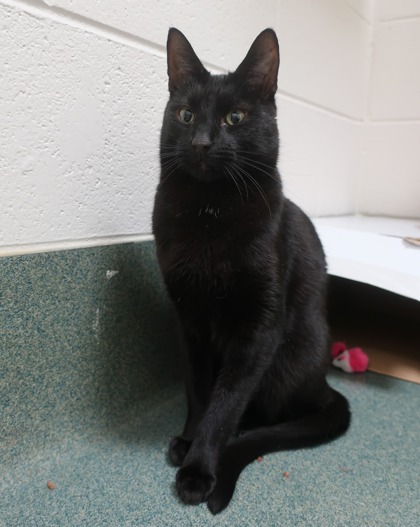 Blueberry (& Cheddar)