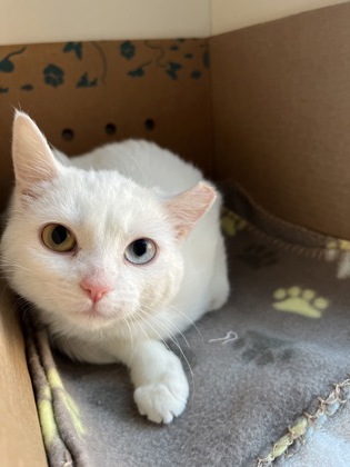 Aisling (& Maeve) (working cat)