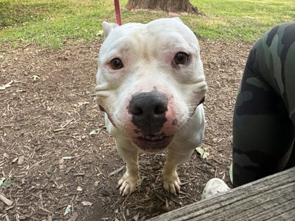 Image_61016436