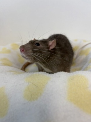 Butter (Bonded with Peanut) photo 2
