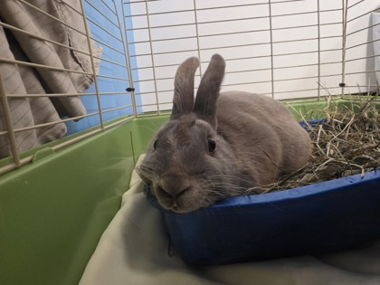 Thumper photo 2